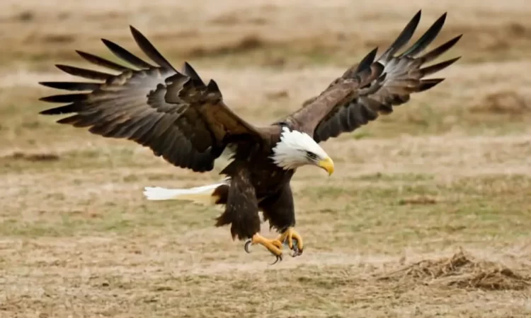 Eagle Hunting